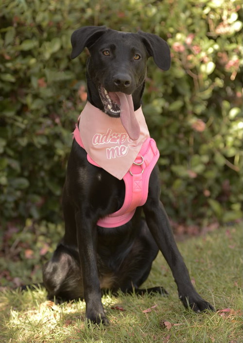 KYLIE - Labrador Retriever available for adoption