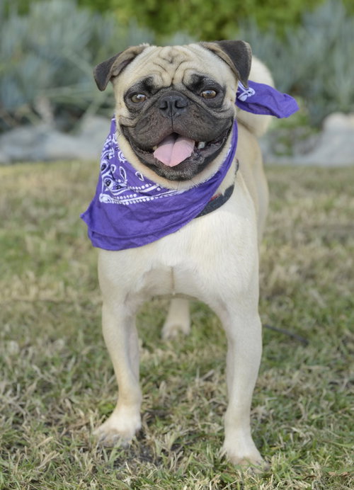 MALLOY - Pug available for adoption
