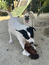 Pippa - Photo 9