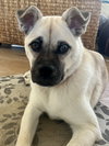 Pippa - Photo 6