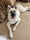 Pippa - Photo 4