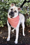 Pippa - Photo 2