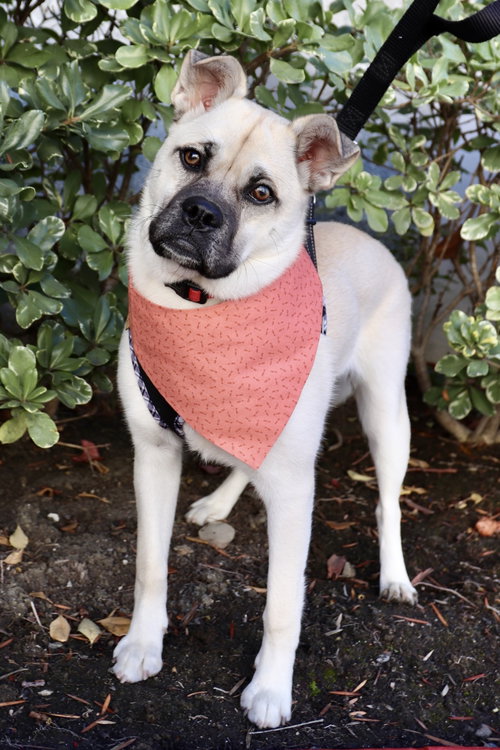 PIPPA - Pug / Shiba Inu available for adoption