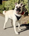 Pippa - Photo 1