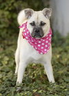 Pippa - Photo 3