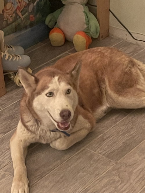 COCO - Husky available for adoption