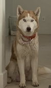Coco - Photo 6