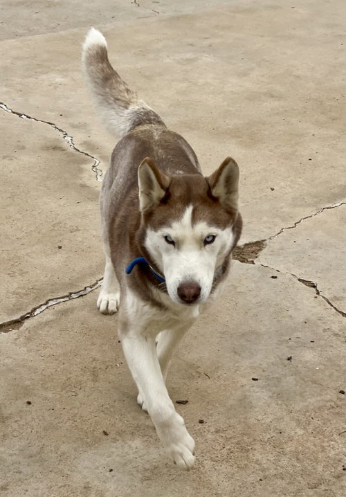 Photo 4 of Coco
