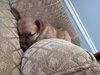 Titto - Photo 16