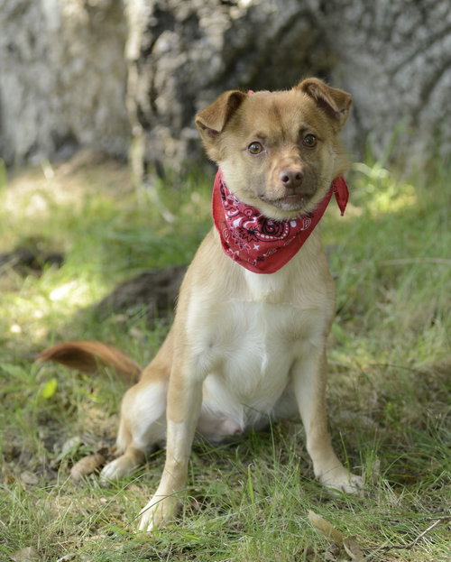 TITTO - Pomeranian / Chihuahua available for adoption
