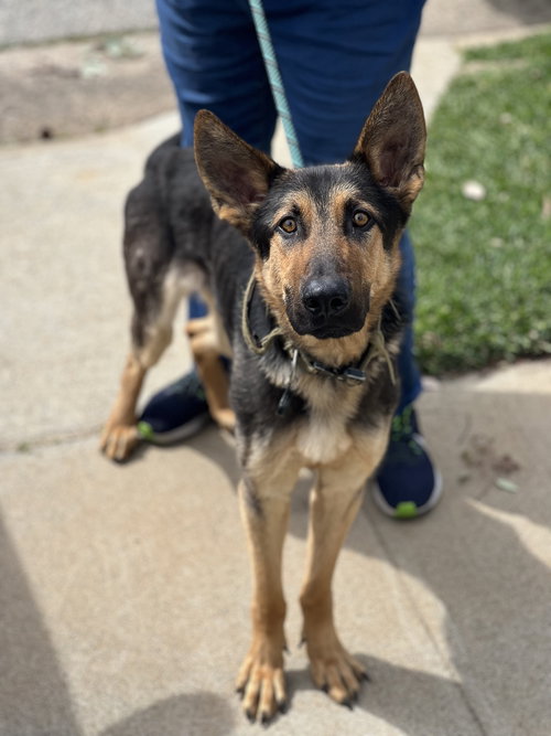 BERLIN - German Shepherd Dog available for adoption