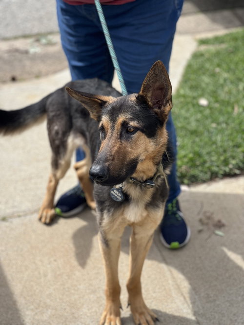 BERLIN - German Shepherd Dog available for adoption