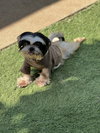 Luna - Photo 5