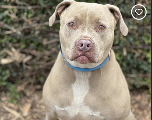 CUTIE CHUNKS - Dogo Argentino / American Staffordshire Terrier available for adoption