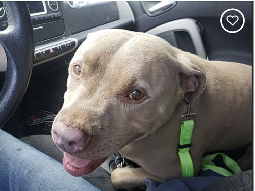 CUTIE CHUNKS - Dogo Argentino / American Staffordshire Terrier available for adoption