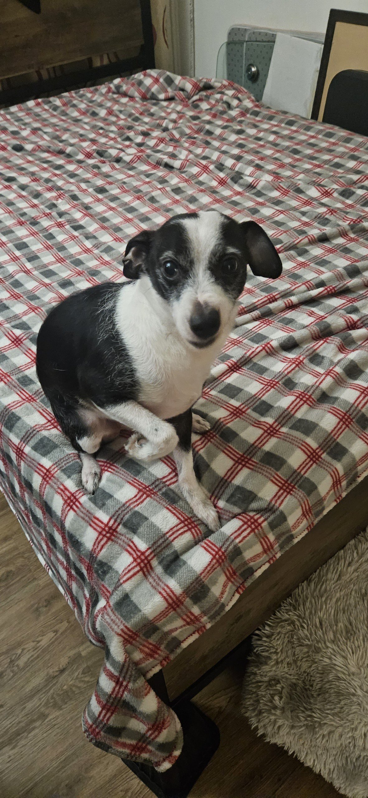 adoptable Dog in Dana Point, CA named Gibbs
