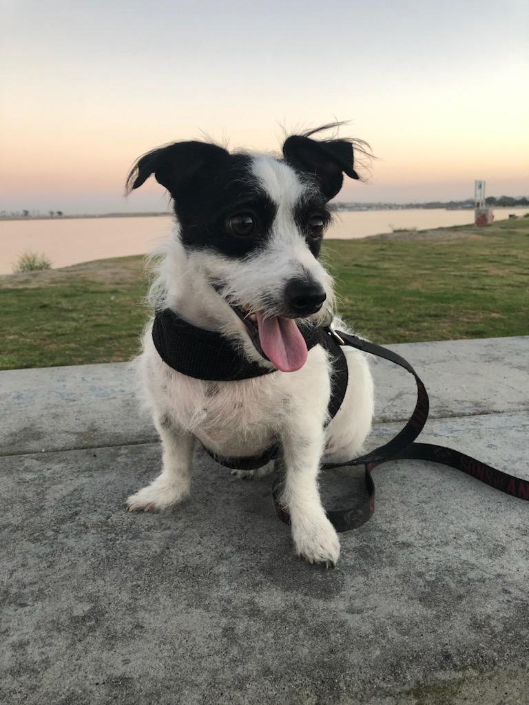 adoptable Dog in Dana Point, CA named Jaxxon