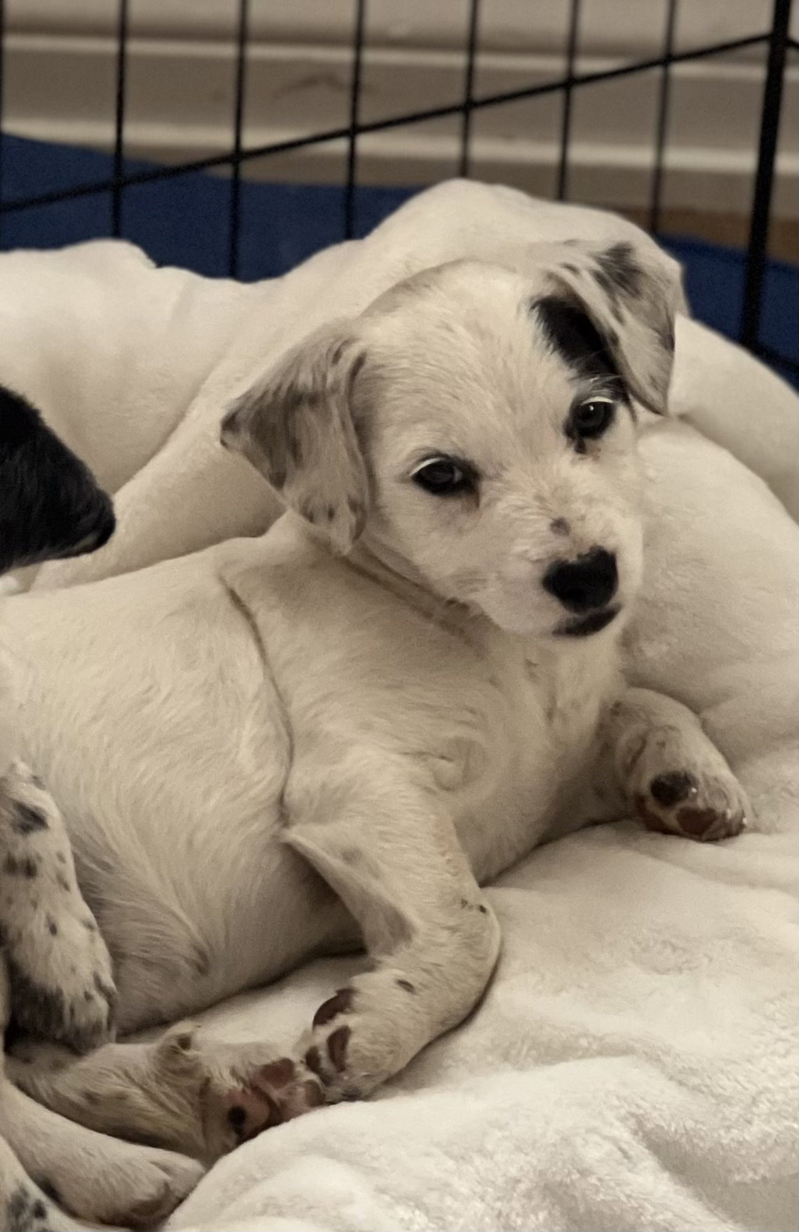 Dog for Adoption Jewel, a Australian Cattle Dog/Blue Heeler in La