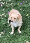 Sampson - Photo 5