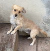 Sampson - Photo 4
