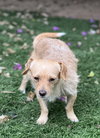 Sampson - Photo 6
