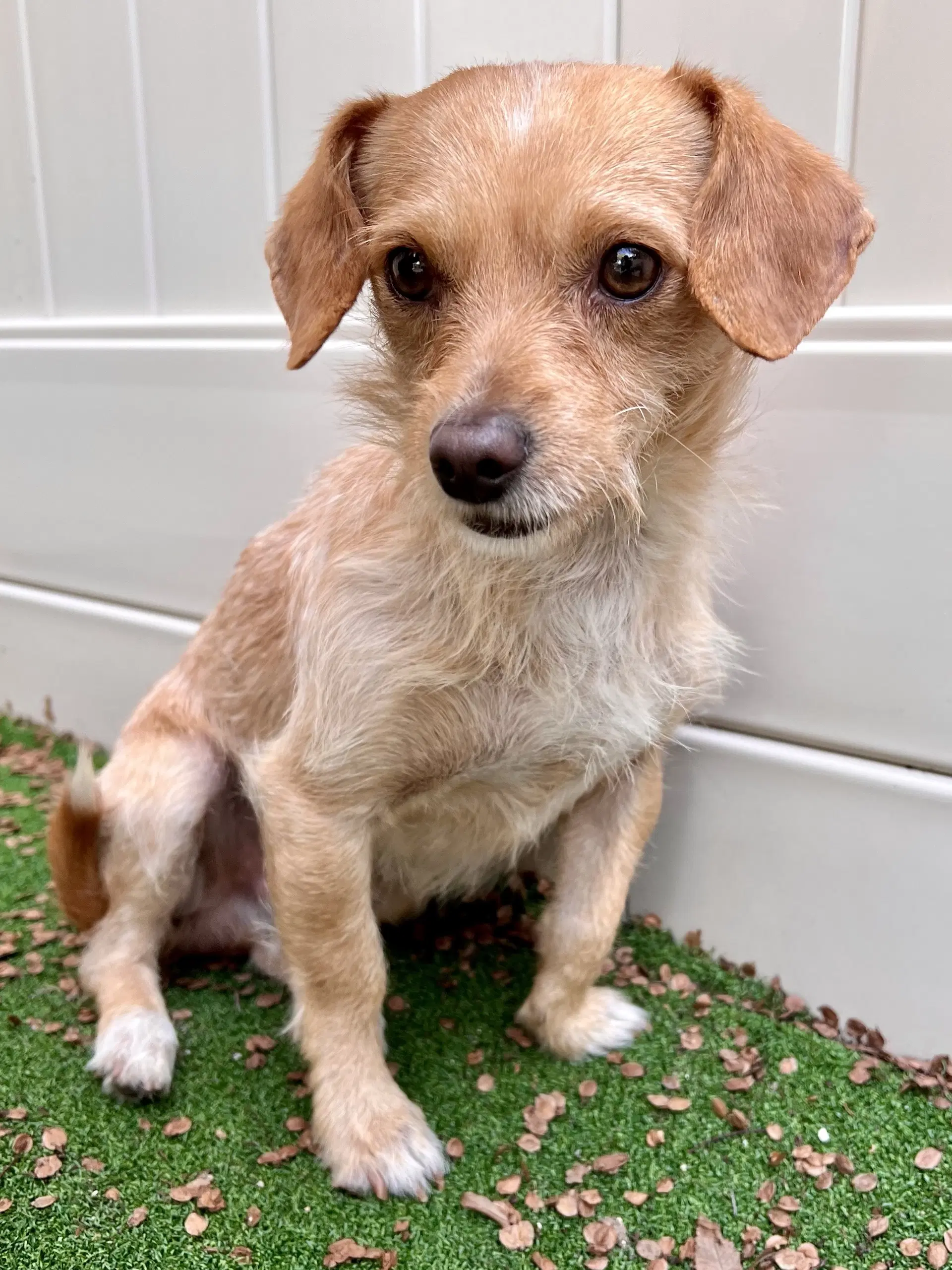 Sampson - Jack Russell Terrier