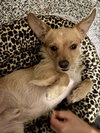 Sampson - Photo 2