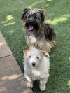 Ella and Shelby - Photo 3