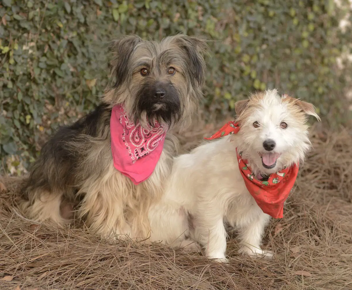Ella And Shelby - Terrier
