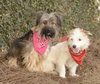 Ella and Shelby - Photo 7