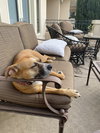 Shea - Photo 5