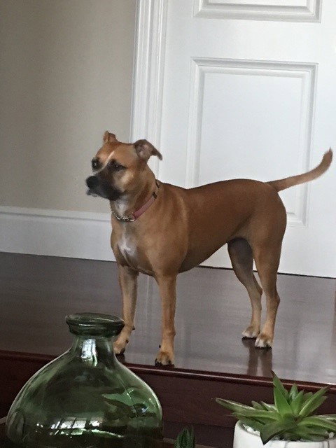 Shea, photo 4