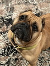 Honey - Photo 2