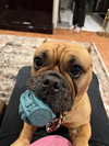 Honey - Photo 3