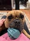 Honey - Photo 4