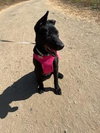 Brownie - Photo 2