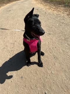 BROWNIE - Black Labrador Retriever / Shepherd available for adoption