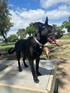 Brownie - Photo 3