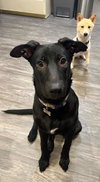 Brownie - Photo 4