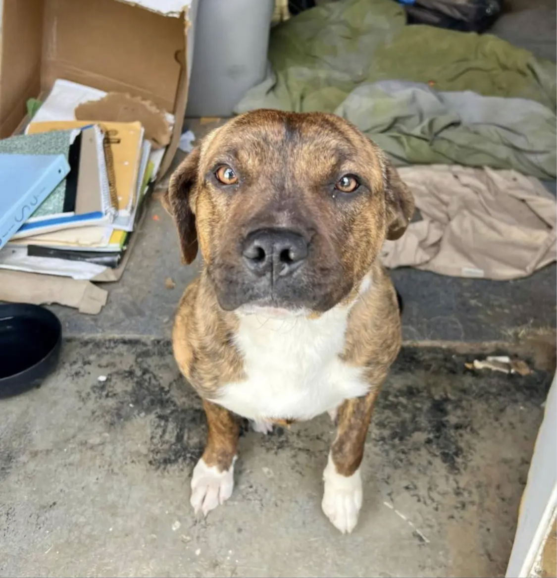 adoptable Dog in Dana Point, CA named Leo