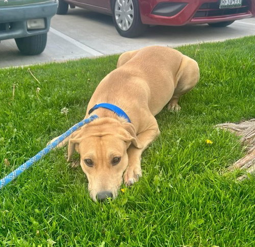 DAISY - Yellow Labrador Retriever / American Staffordshire Terrier available for adoption