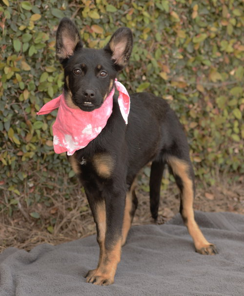 HAIL - Rottweiler / German Shepherd Dog available for adoption