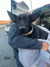 Molly - Photo 3
