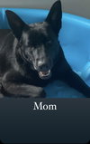 Molly - Photo 4