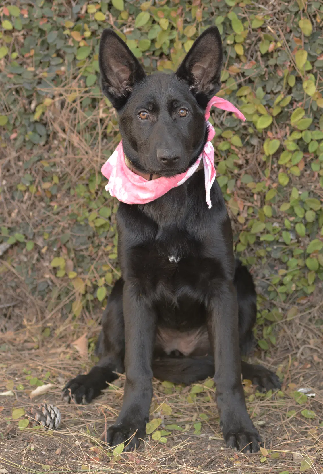 Molly - German Shepherd Dog