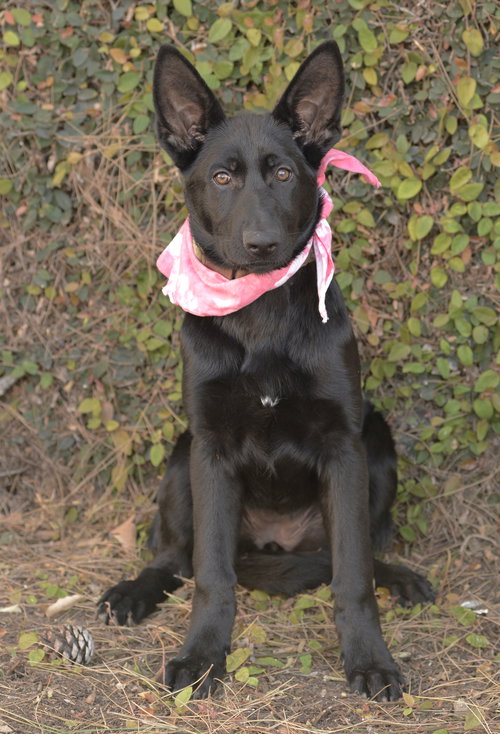 MOLLY - German Shepherd Dog available for adoption