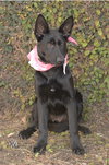 Molly - Photo 2