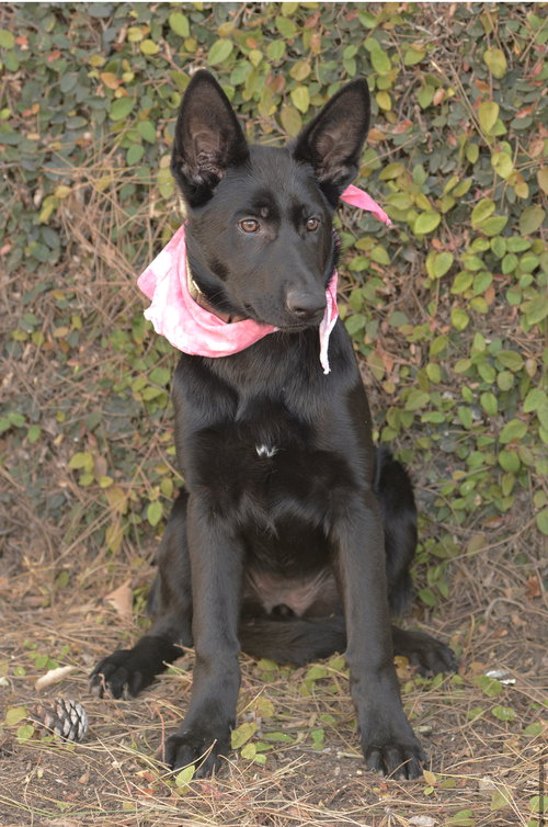 MOLLY - German Shepherd Dog available for adoption
