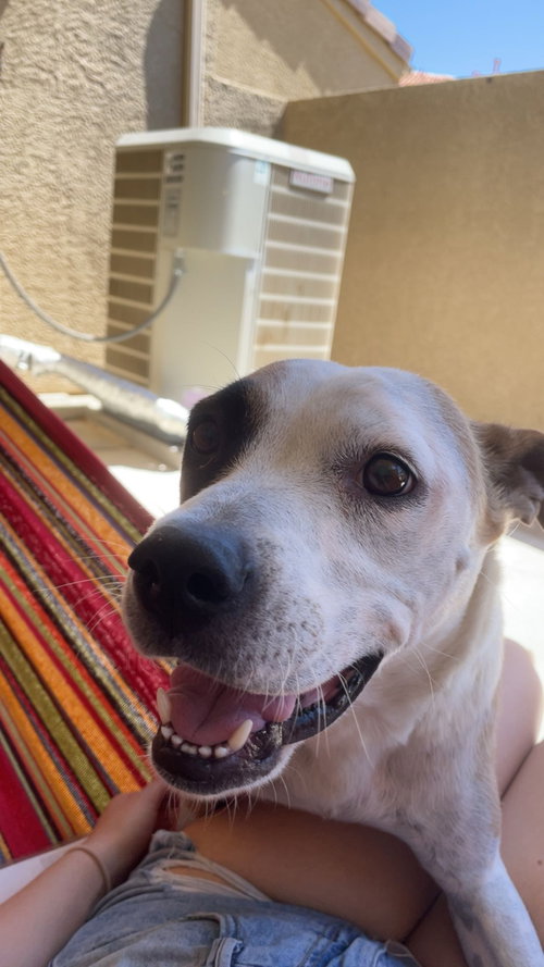 DAISY - Boxer / American Pit Bull Terrier available for adoption