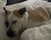 Daisy - Photo 3